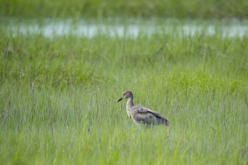Juvenile Yellow Crowned Night Heron stock photography Juvenile Yellow Crowned Night Heron stock photography