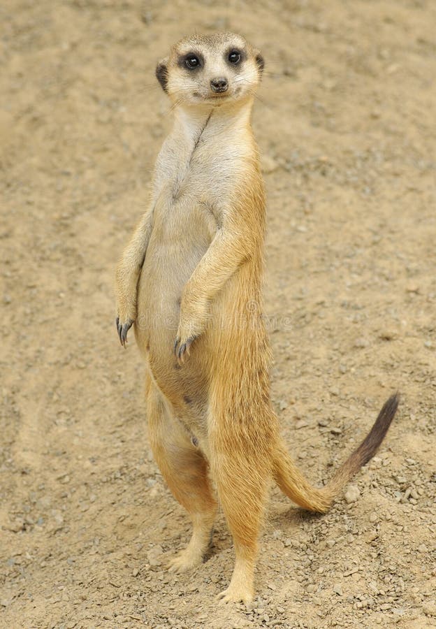 Standing Meerkat stock photo. Image of botswana, standing - 9688232