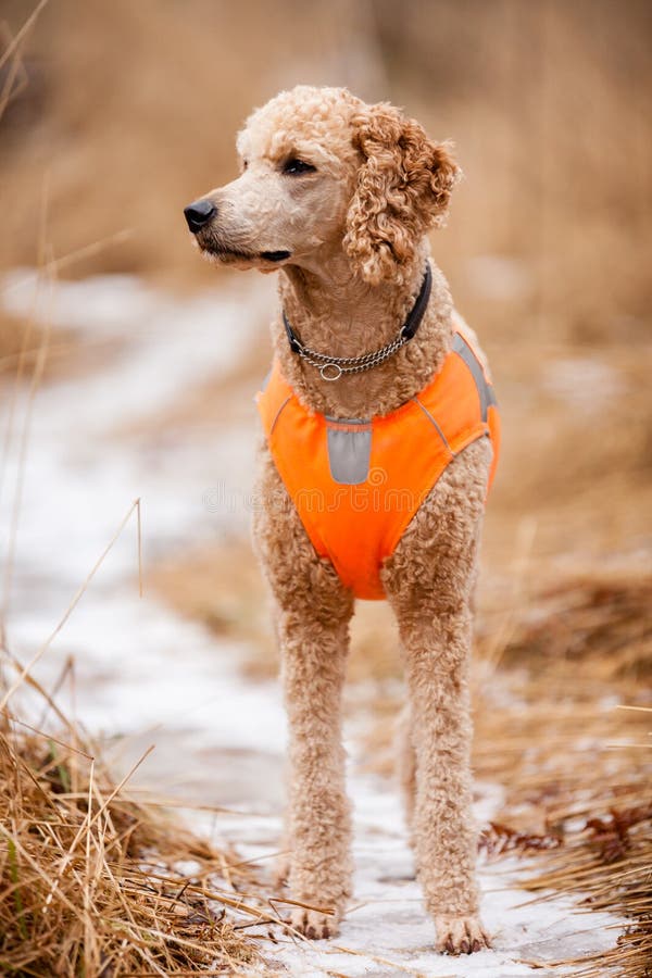 Standard Poodle Duck Hunting