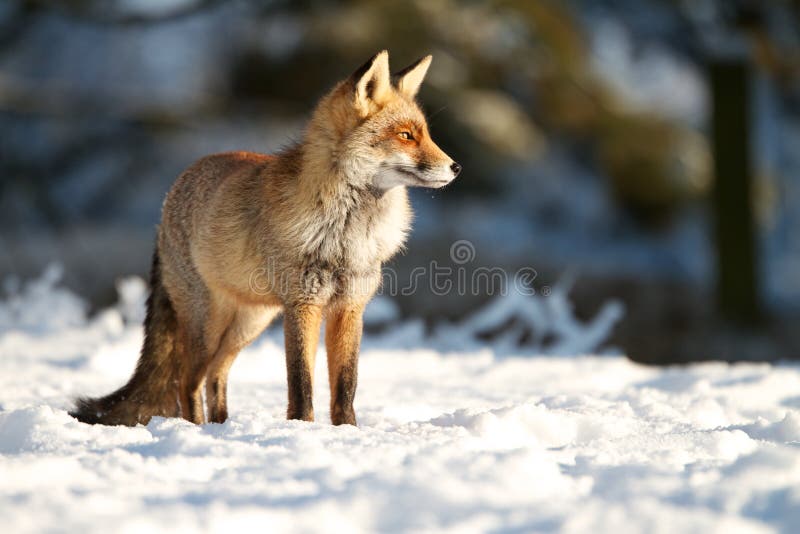 Standing in the snow royalty free stock image Standing in the snow royalty free stock image