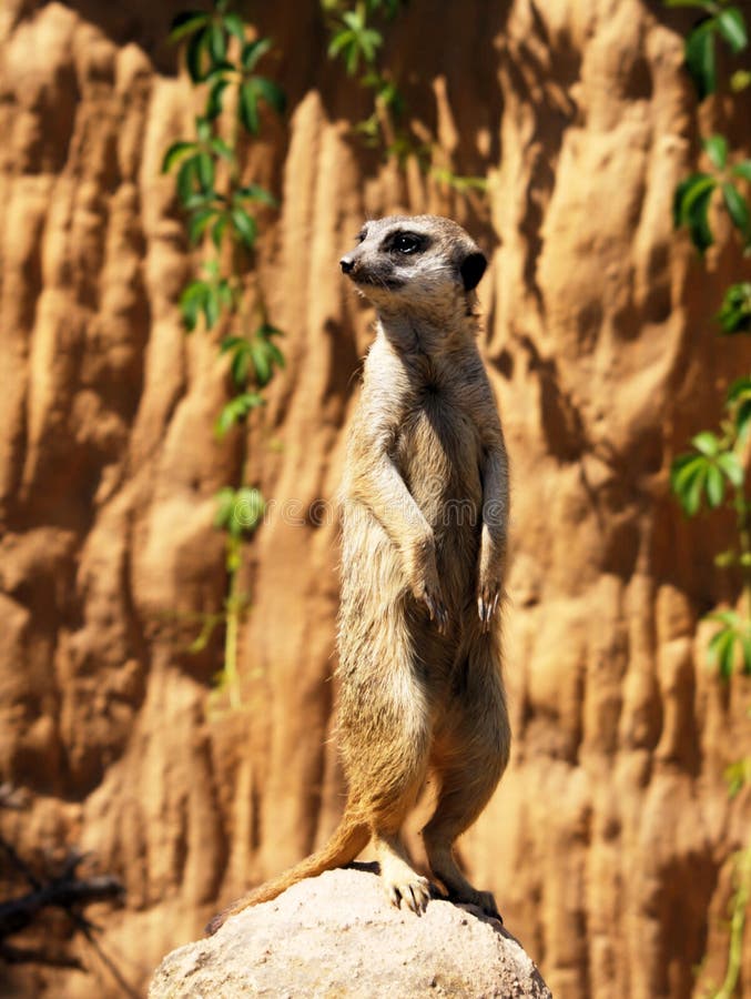 Standing suricatta (meerkat)