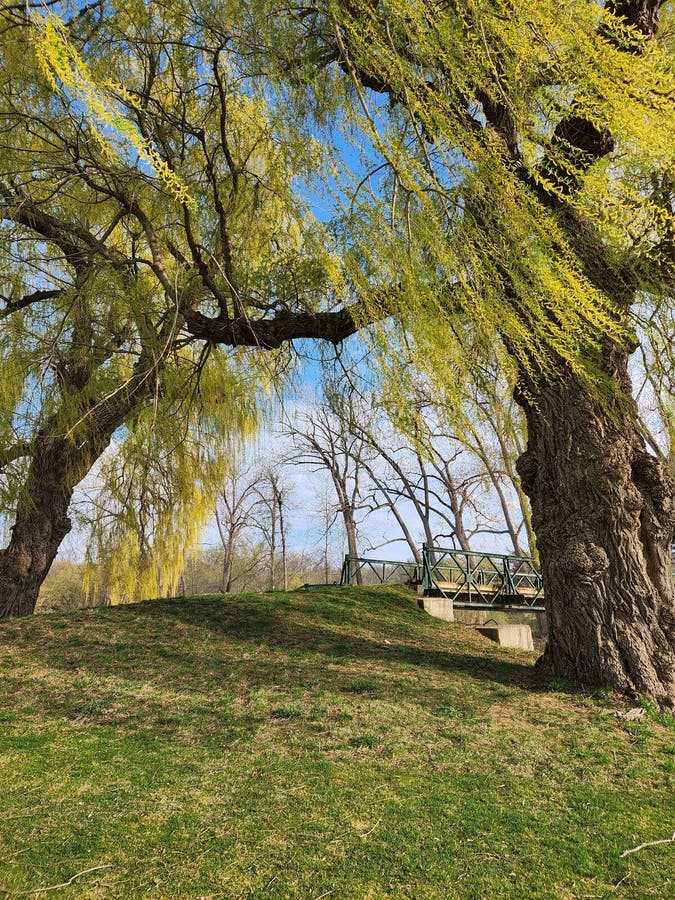 Standing Under a Willow Tree Stock Photo Image of autumn, leaf 276613110