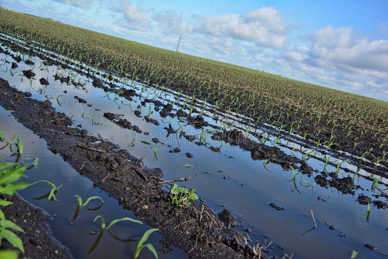 Standing Water 2 stock photo. Image of crop, standing 41241464
