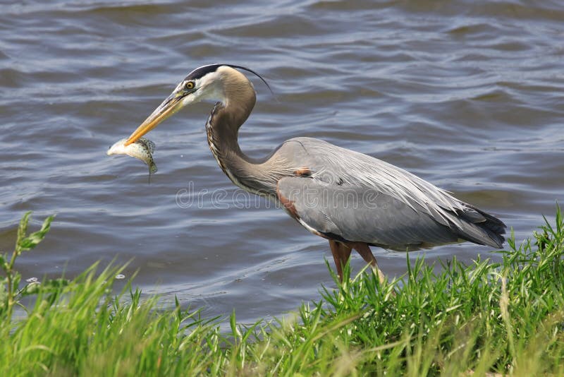 Stangenfischen stockfoto Stangenfischen stockfoto