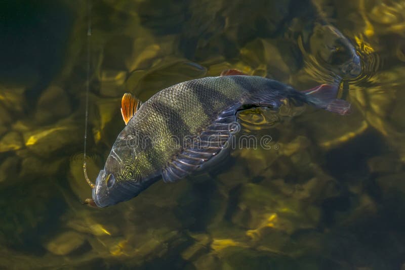 Stangenfischtroph?e im Wasser Fischenhintergrund stockfotos Stangenfischtroph?e im Wasser Fischenhintergrund stockfotos