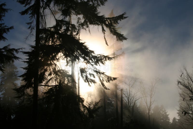 Stanley park and fog 2