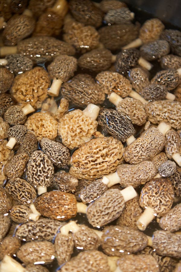 Stapel van geplukte eetbare paddestoelen in dichte omhooggaand stock afbeelding Stapel van geplukte eetbare paddestoelen in dichte omhooggaand stock afbeelding