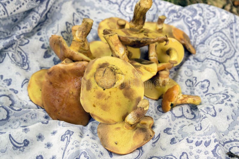 Stapel van paddestoelen in een blauwe sjaal, Suillus-grevillei eetbare bospaddestoel stock afbeeldingen Stapel van paddestoelen in een blauwe sjaal, Suillus-grevillei eetbare bospaddestoel stock afbeeldingen