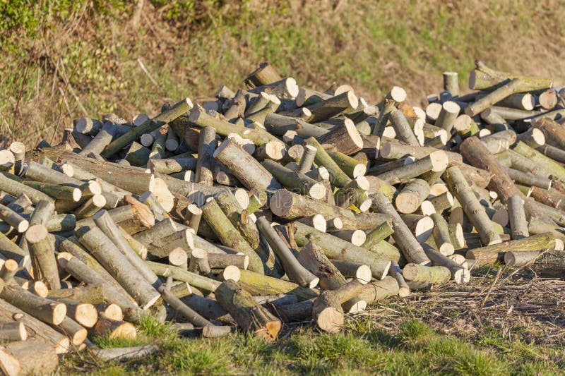 Zonnig In zicht onwettig Stapel van wilgenbrandhout stock afbeelding. Image of stapel - 140644743