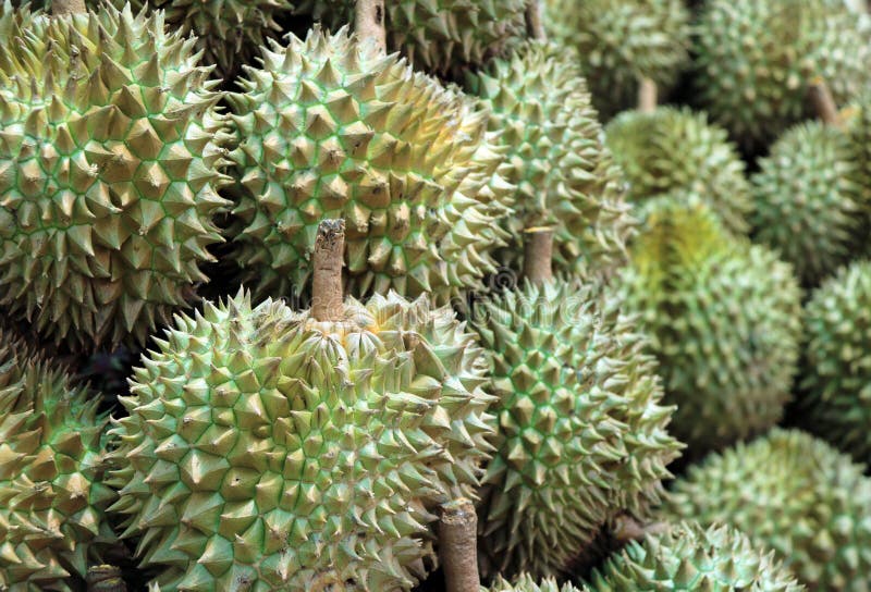 Stapel von Durian, eine ovale stachelige tropische Frucht, die eine sahnige Masse enthält stockbilder Stapel von Durian, eine ovale stachelige tropische Frucht, die eine sahnige Masse enthält stockbilder