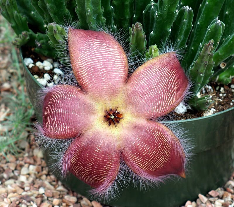 Stapelia scitula O Pequeña Flor De Starfish imagen de archivo Stapelia scitula O Pequeña Flor De Starfish imagen de archivo