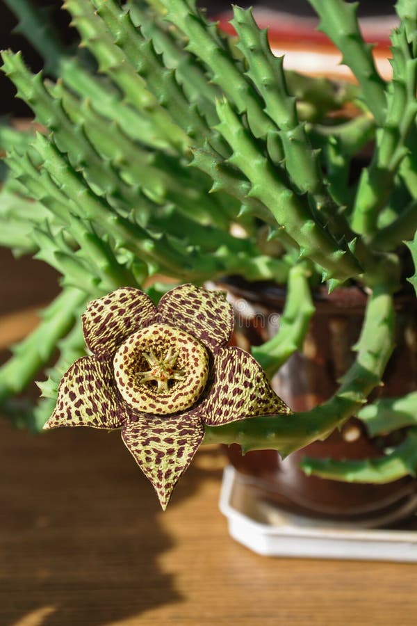 Stapelia yellow flower stock photo. Image of cactus, succulent 36623306