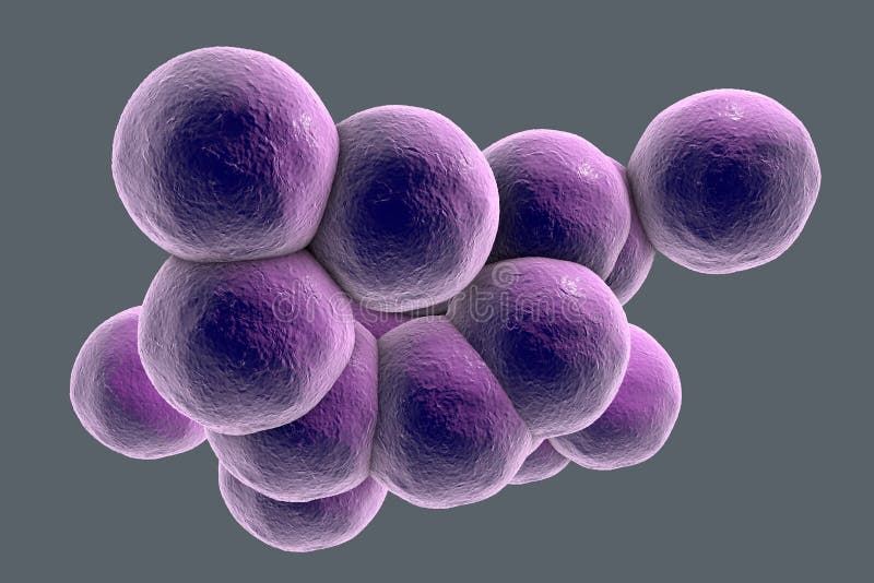 Staphylococcus Aureus Stock Photos and Images - 123RF