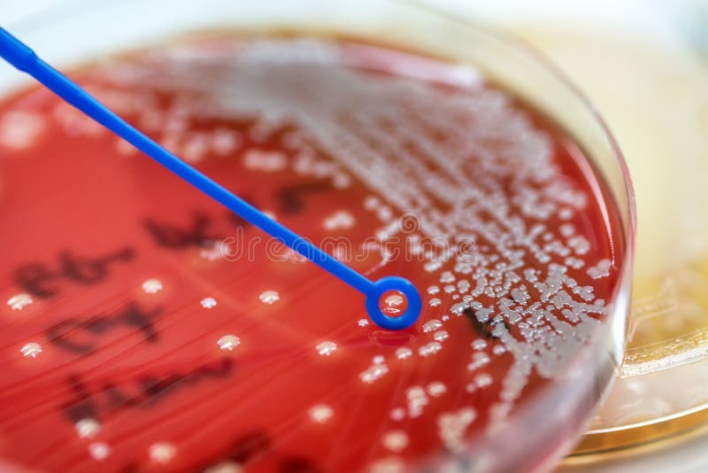 Staphylokokke speciesm (Staphylococcus aureus) zu den Kolonien von stockbild Staphylokokke speciesm (Staphylococcus aureus) zu den Kolonien von stockbild