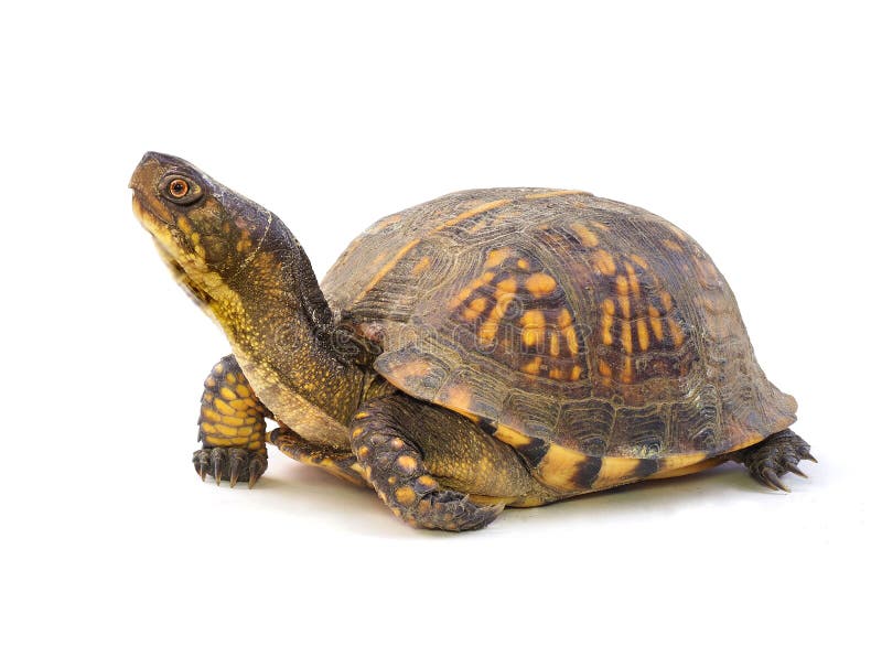 Closeup Focus Stacked Side View of a Mature Eastern Box Turtle with His Head extended, on White. Closeup Focus Stacked Side View of a Mature Eastern Box Turtle with His Head extended, on White