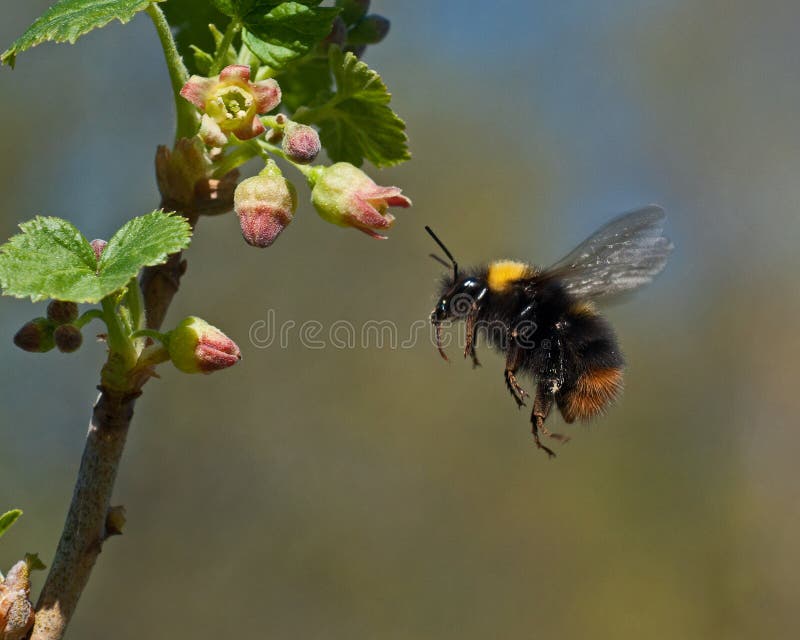 Stappla biet i flykten till vinbärblommor royaltyfri bild Stappla biet i flykten till vinbärblommor royaltyfri bild