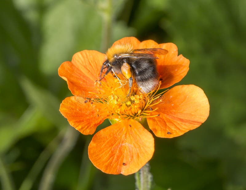 Stappla bipollenkorgen royaltyfri bild Stappla bipollenkorgen royaltyfri bild