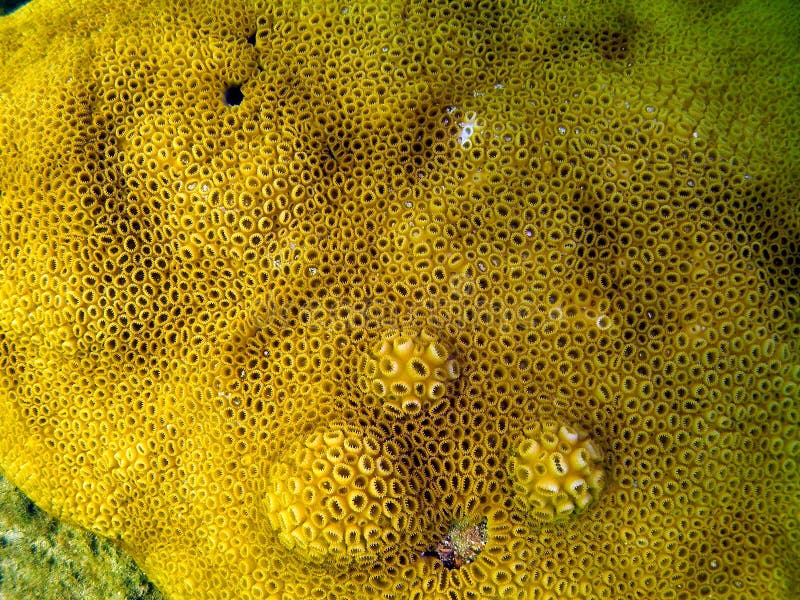 Star Coral