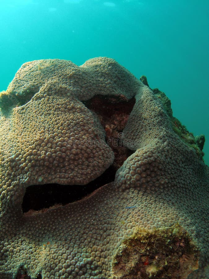 Star Coral Mound