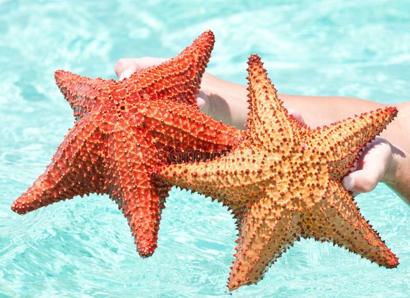 Star fish stock image. Image of ocean, creature, bright - 16387853