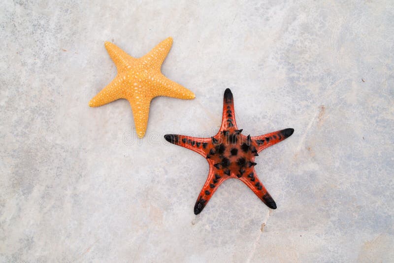 Star fish royalty free stock photography Star fish royalty free stock photography