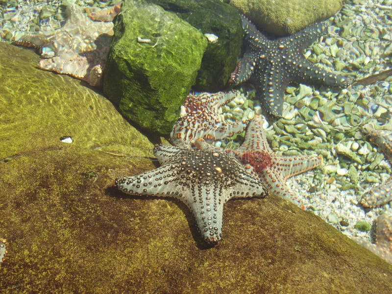 Star Fish stock image Star Fish stock image