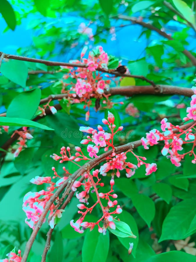Star fruit tree in bloom stock photo. Image of fruit 249708034