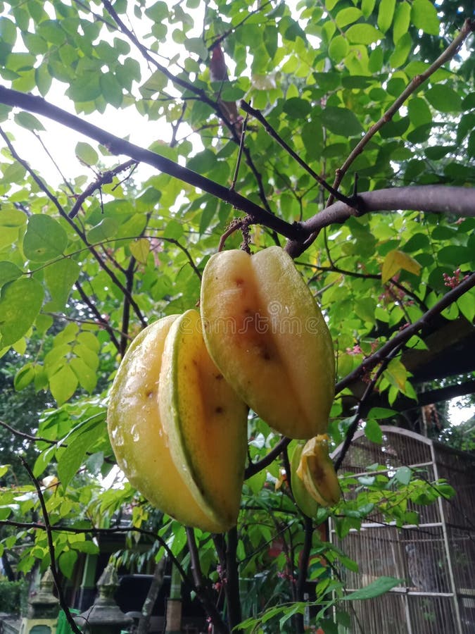 Star Fruits Fresh from the Tree Stock Image Image of tree, shrub 261007007