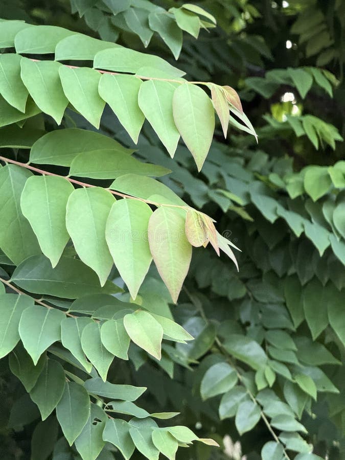Star gooseberry leaf in nature garden stock photo