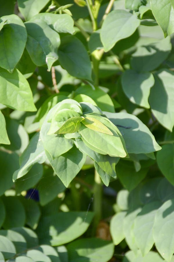 Star Gooseberry leaves stock images