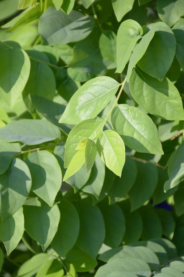 Star Gooseberry leaves royalty free stock photo