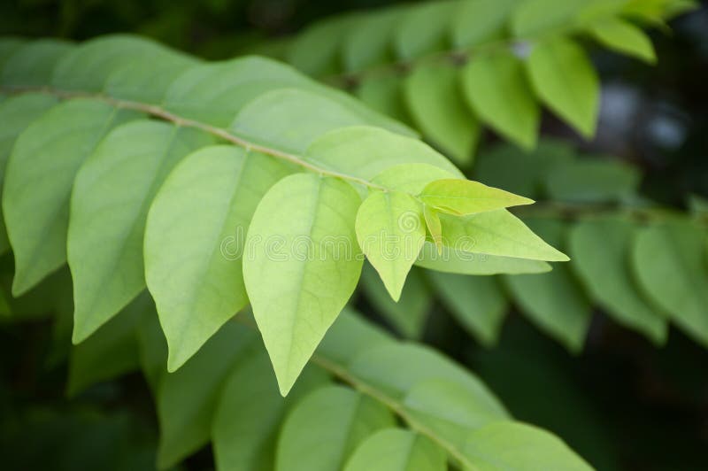 Star Gooseberry leaves stock photography