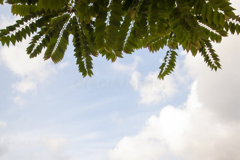 Star gooseberry or Phyllanthus acidus leaf on white cloud and blue sky. royalty free stock photography