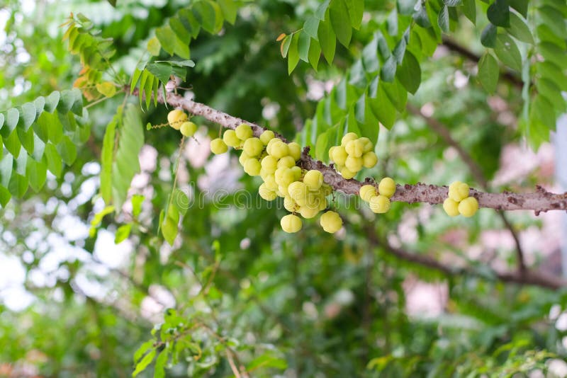 Star gooseberry or Phyllanthus acidus on tree. royalty free stock photos