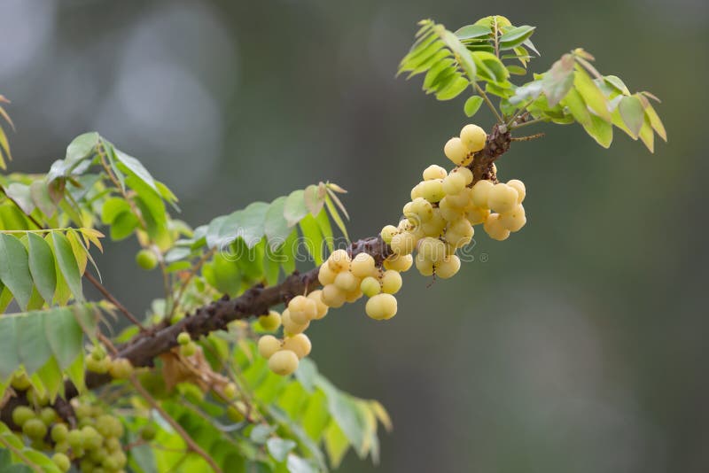 Star Gooseberry (Phyllantus acedus)