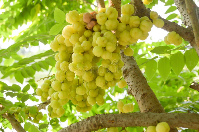 Star gooseberry tree royalty free stock photo