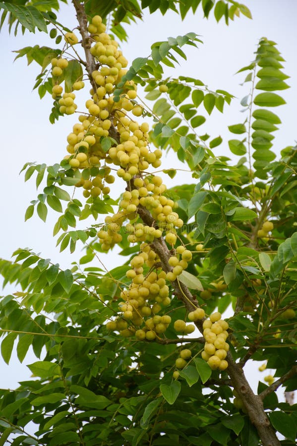 Star gooseberry tree in garden royalty free stock photo
