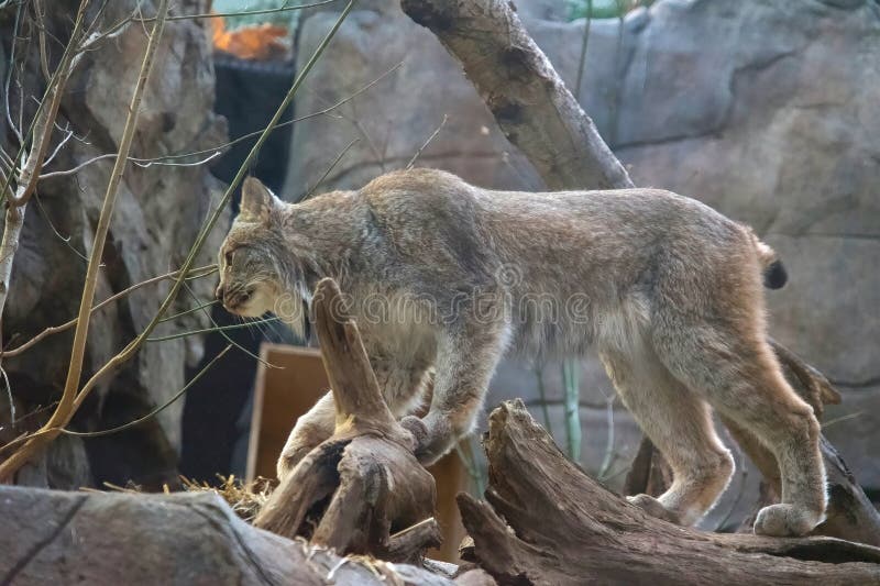 If you go early to visit the Montreal Biodome, you will be lucky to see this superb Lynx. If you go early to visit the Montreal Biodome, you will be lucky to see this superb Lynx.