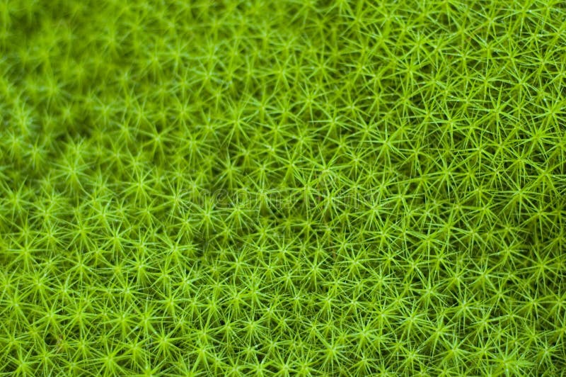 Star Moss Picture. Image 7849574