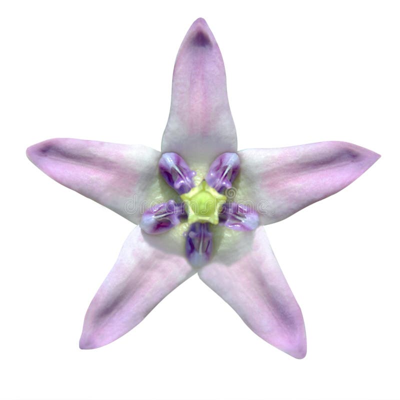 Star shaped exotic flower isolated on white