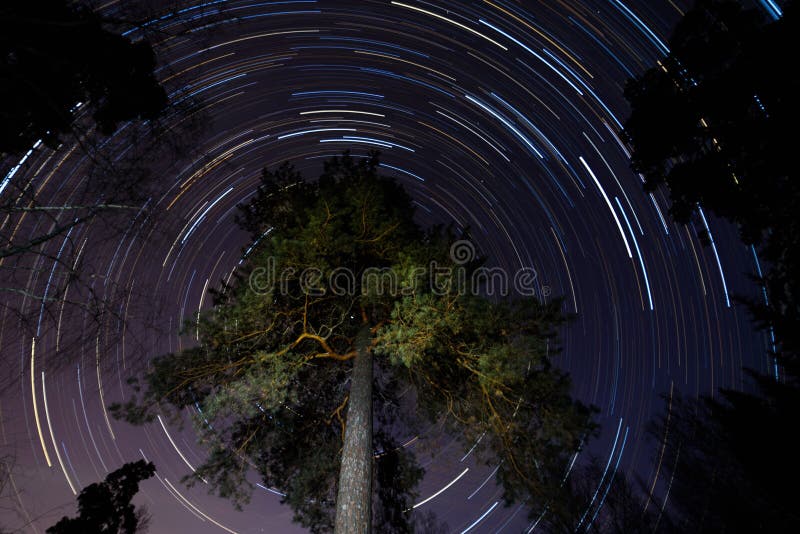 Star tracks in the sky around the tree.