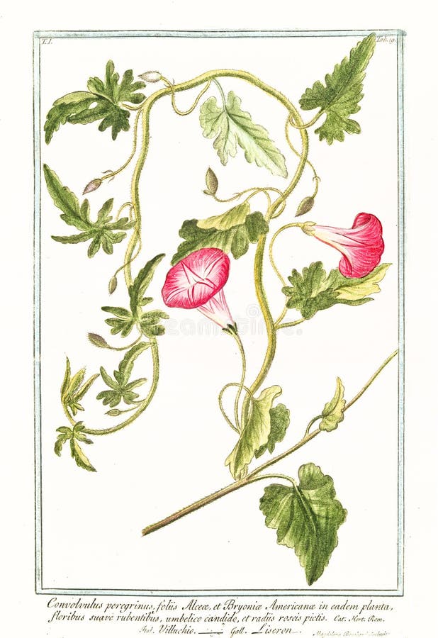 Stara botaniczna ilustracja Convolvolus peregrinus roślina