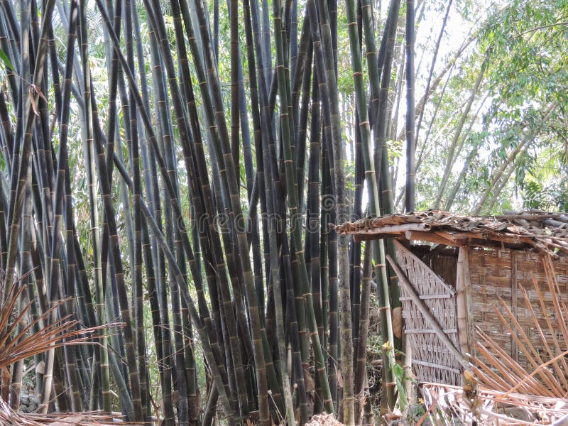 Stara chata w pobliżu drzew Bamboo na podwórzu. zdjęcie stock