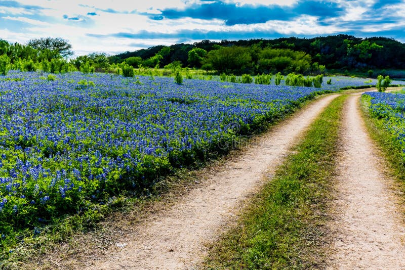 Stara Teksas droga gruntowa w polu Teksas Bluebonnet Wildflowers