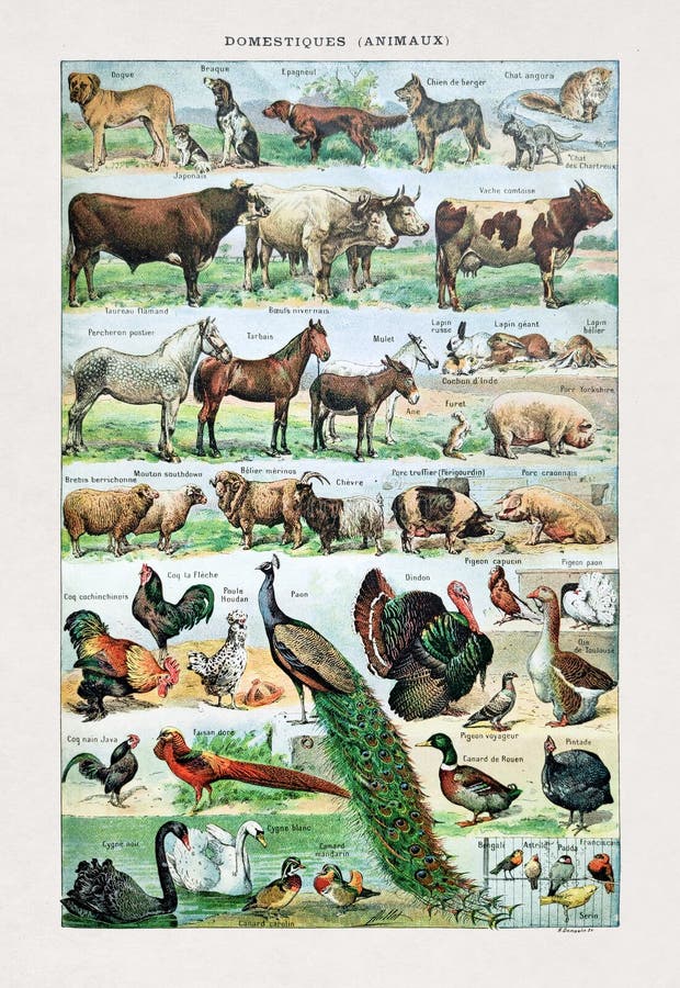 Stare ilustracje na temat zwierząt domowych ilustracja wektor