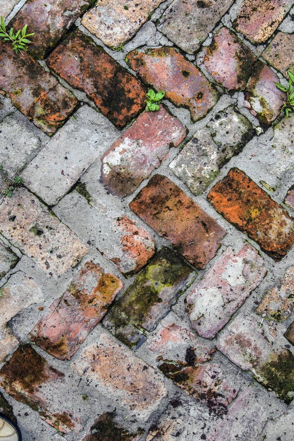 Old tiles at the sidewalk with plants in the joints. Old tiles at the sidewalk with plants in the joints