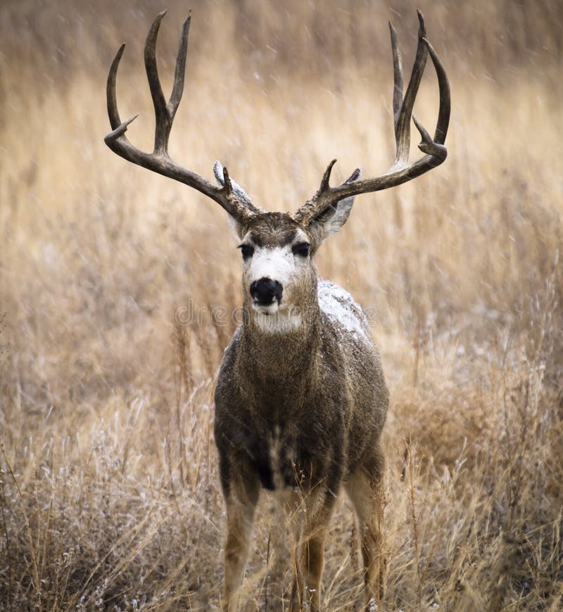 Stare of the Winter Buck stock photo. Image of artisans - 65265840