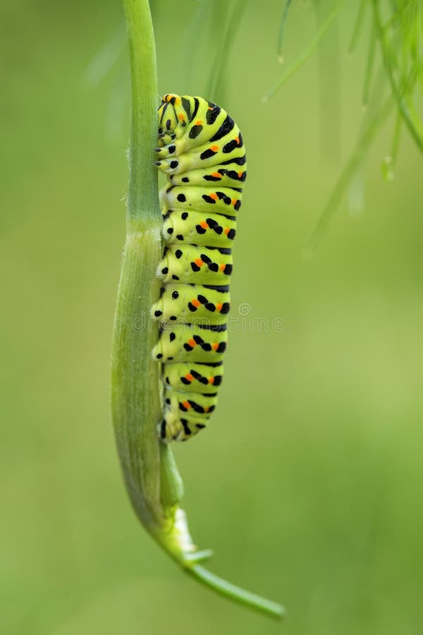 Starego Światu Swallowtail motyl - Papilio machaon obrazy royalty free Starego Światu Swallowtail motyl - Papilio machaon obrazy royalty free