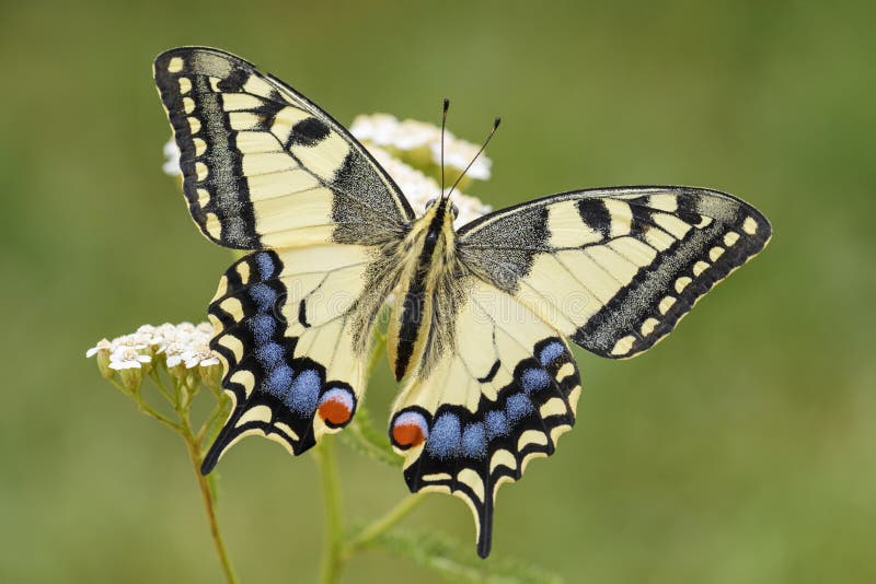 Starego Światu Swallowtail motyl - Papilio machaon zdjęcia stock Starego Światu Swallowtail motyl - Papilio machaon zdjęcia stock
