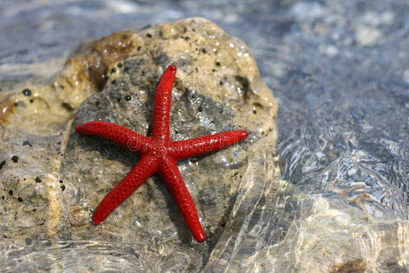 Starfish